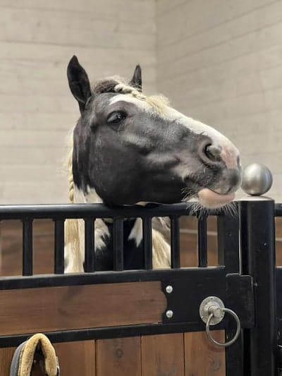 Post 3 of Liberty dressage with title Vila i 1 vecka ❤️