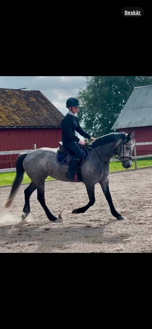 Bild av Mycket fin ungponny -2021