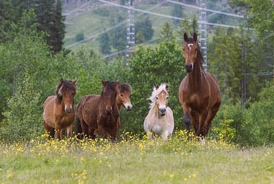 Inlägg 10 av Kallblodstravare med titeln Bete
