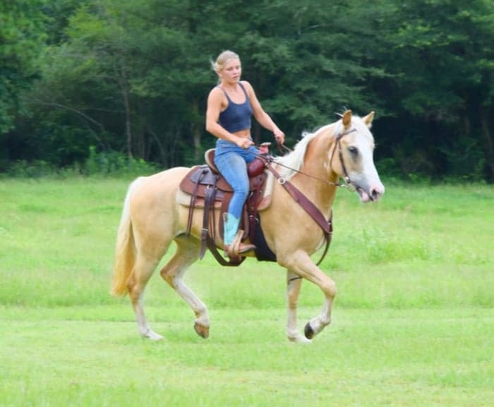 Media 5 av Belgium filly dolly