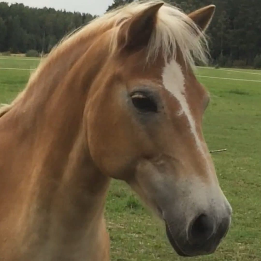 Bild 1 av Ljungens Pirat