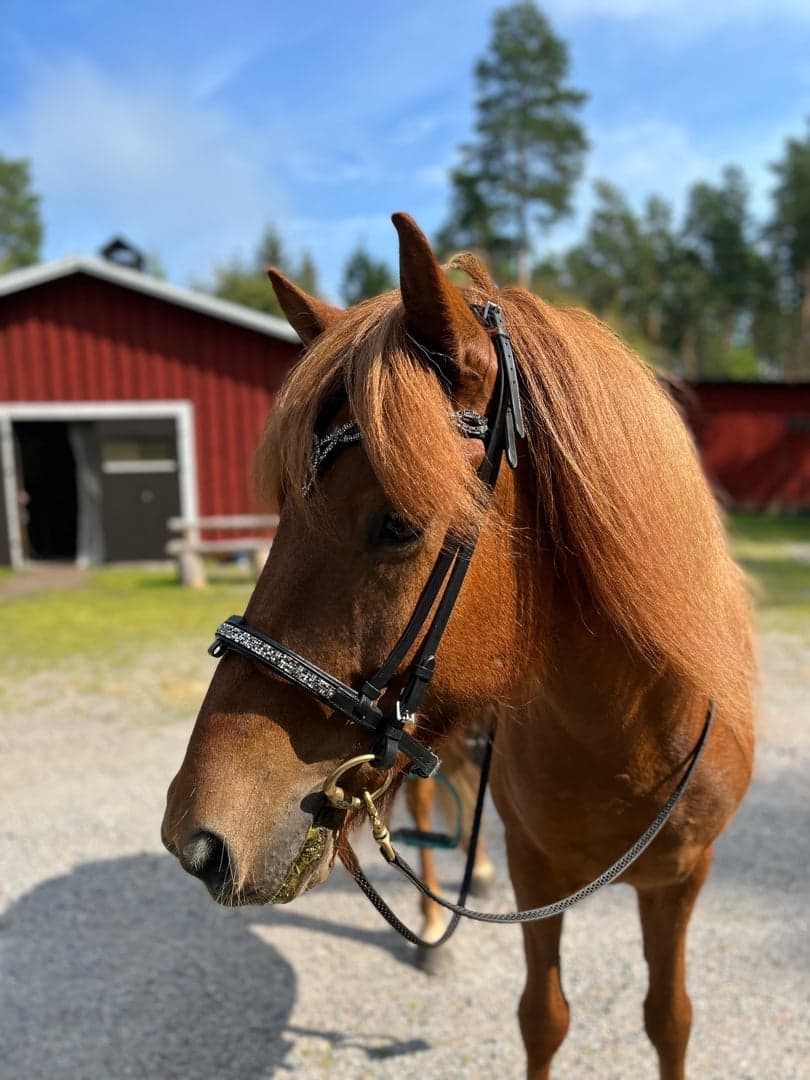 Bild 1 av Gigjar från Åsbogården