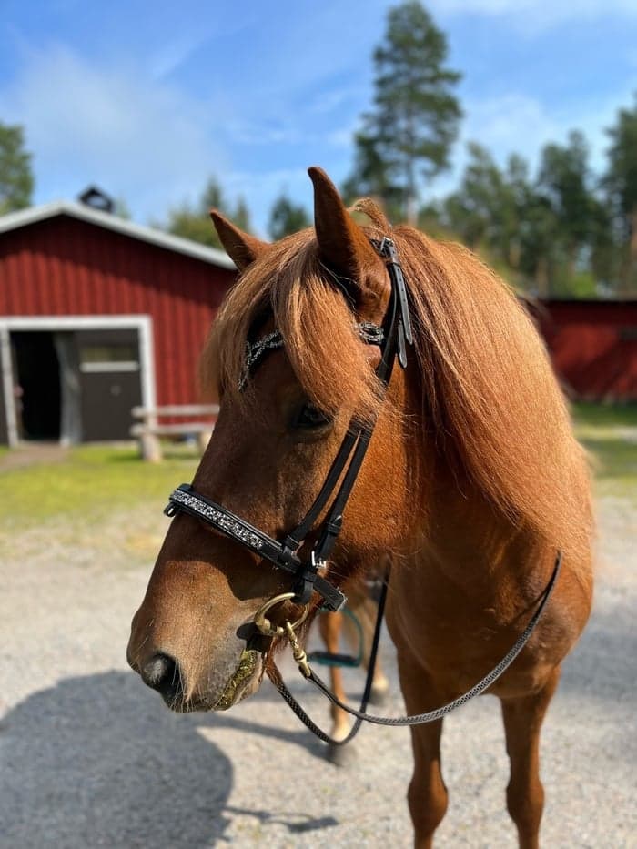 Media 1 av Gigjar från Åsbogården
