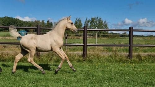 Image of vacker D-ponny