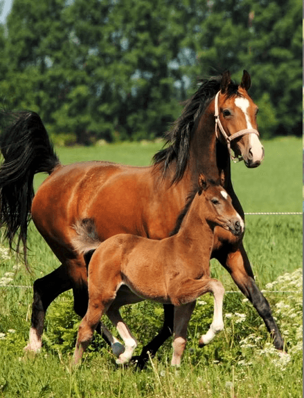 Bild 2 av Pagila MVG