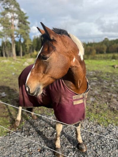 Inlägg 158 av Allround