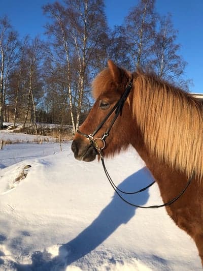 Gloria Från Vinteråsen