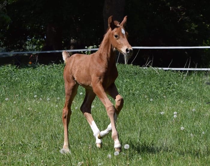 Media 2 av Fürst MVG LVST