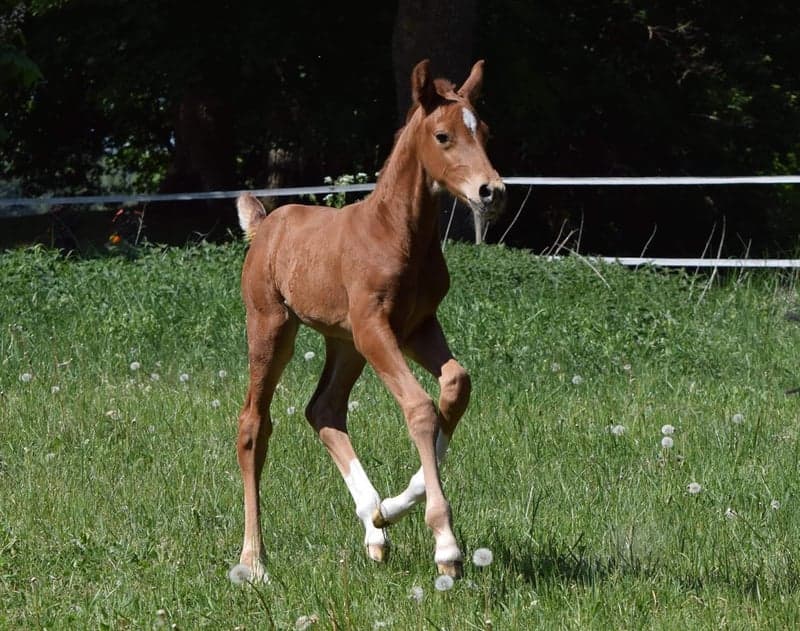 Bild 2 av Fürst MVG LVST