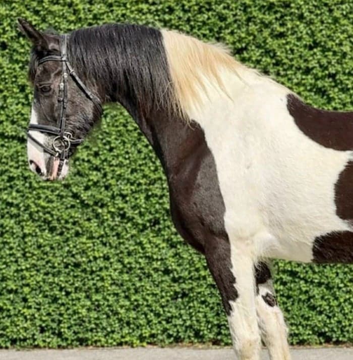 Media 2 av Barockpinto sto 165cm