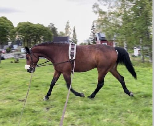 Bild av Världens snällaste valack❤️