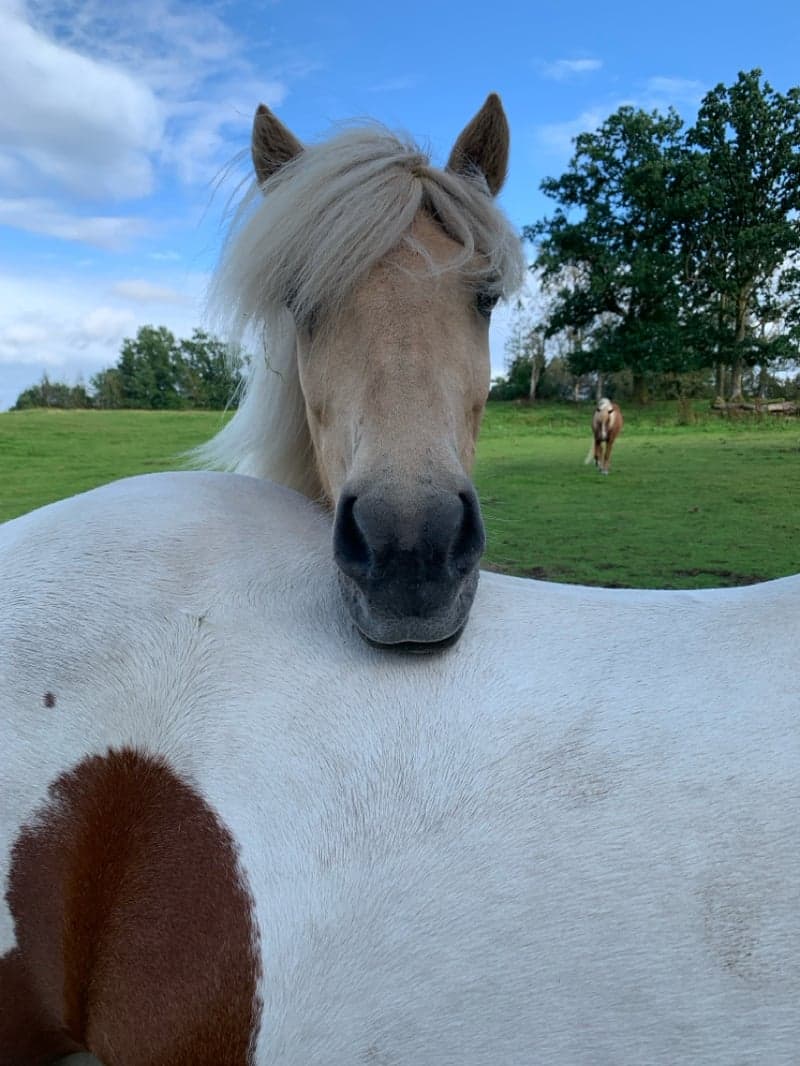 Bild 4 av Epona Från Gunnarsbo