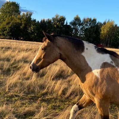 Liberty,s miss Future