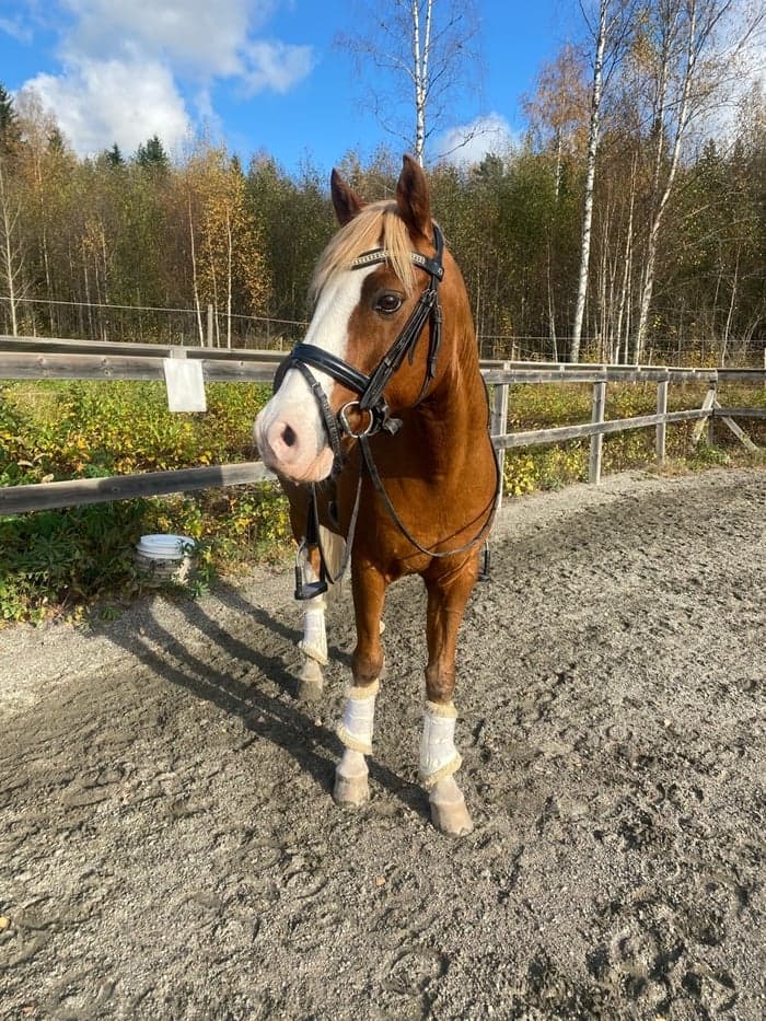 Media 1 av Lightningboy v. Holsteinsberg