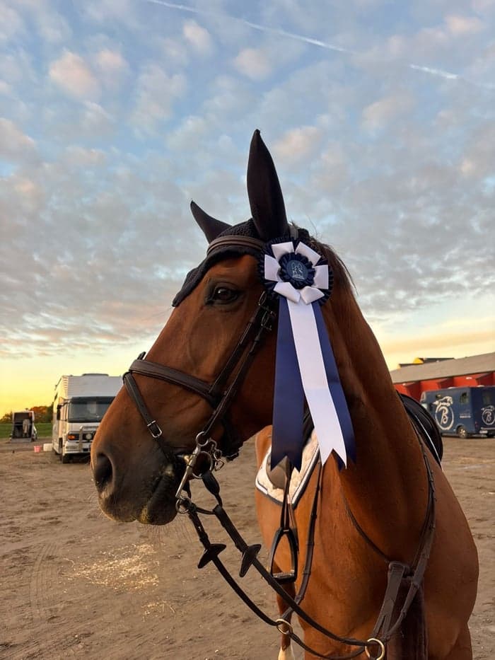 Media 1 av Benevita's Star