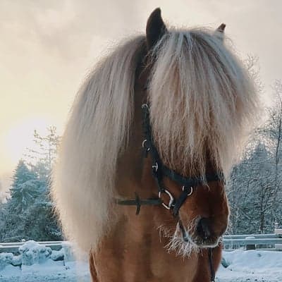 Inlägg 38 av Island med titeln ❄️🤍