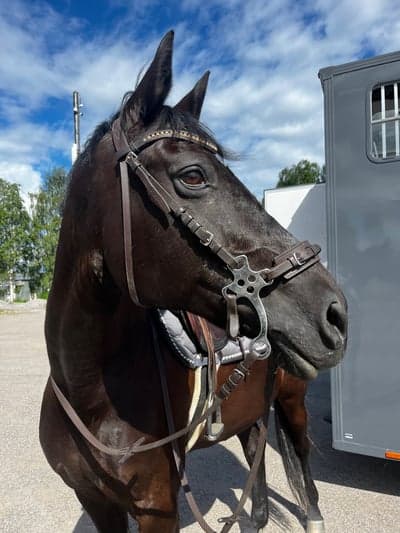 Inlägg 12 av Tysk Sporthäst med titeln Finaste jag har i mitt liv😍
