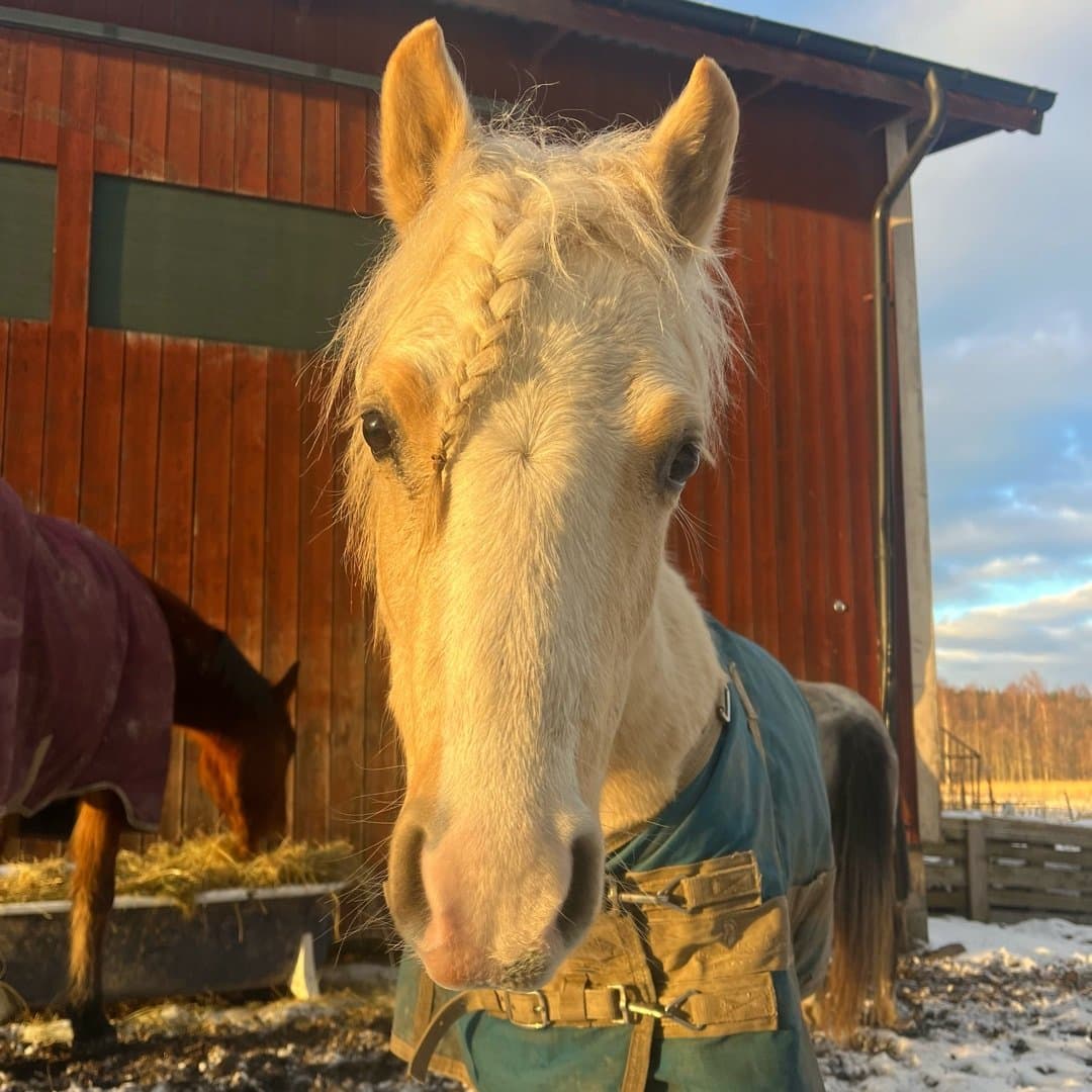 Bild 1 av Stellar Braveheart