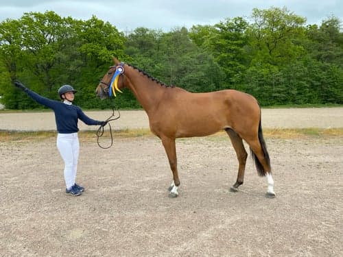 Bild av Häst med kapacitet