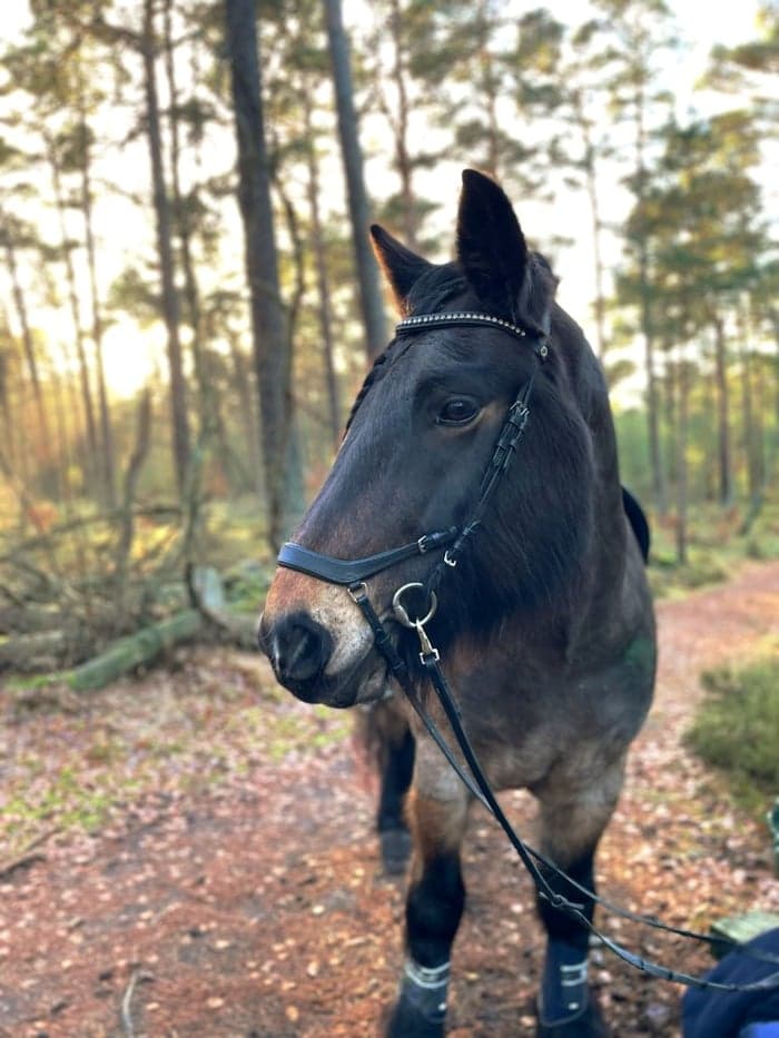 Media 1 av Nabbens Birk