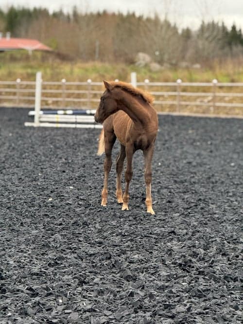 Bild av Fin åring efter Zafferano