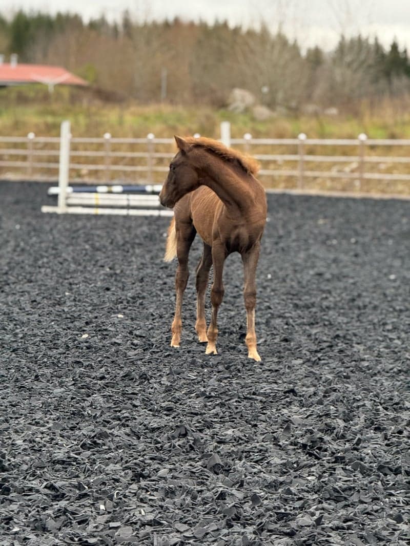 Bild 4 av Aspas Florian