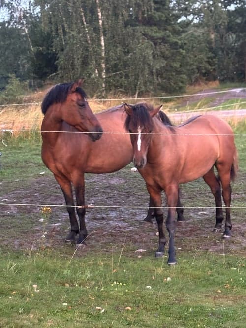 Bild av Ponnykille för framtiden