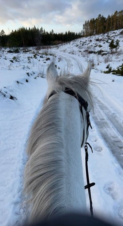 Inlägg 80 av Allround med titeln Härlig morgon i skogen🌲🥰