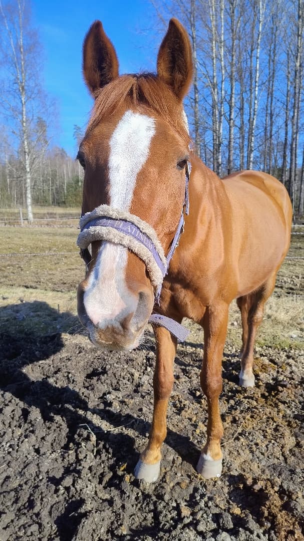 Media 1 av El dor pribot