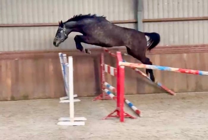 Media 2 av Valack född 2021 e. Diaron