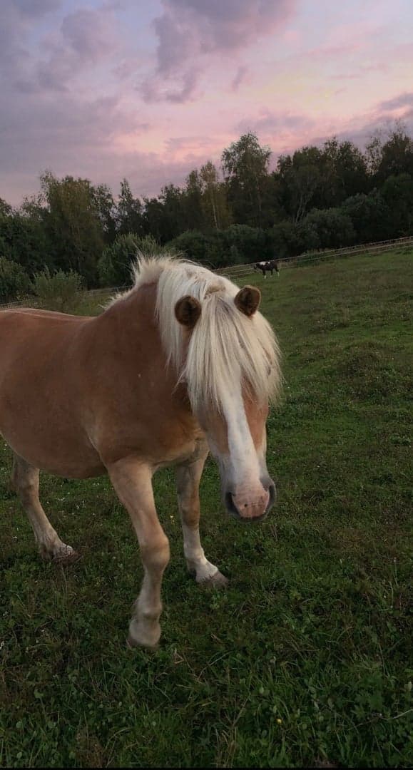 Media 1 av Rosa