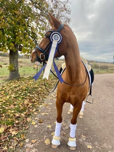 Inlägg 13 av Dressyr med titeln Världens finaste🥹