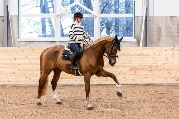 Media 3 av Inridning/tillridning – från D-ponny till häst