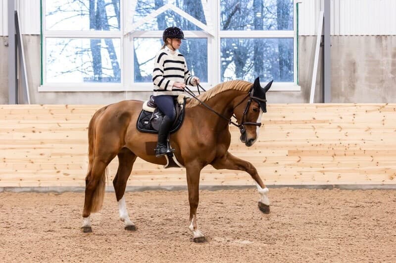 Bild 3 av Inridning/tillridning – från D-ponny till häst