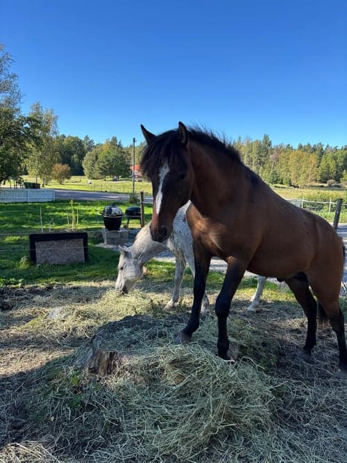 Bild av Ponnykille för framtiden