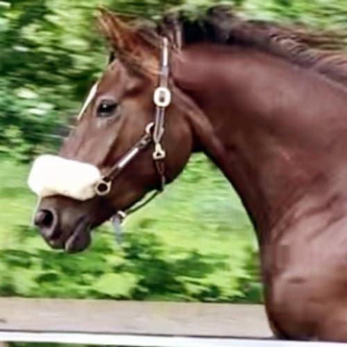 Bild av Grön femåring söker rutinerad ryttare med bra balans