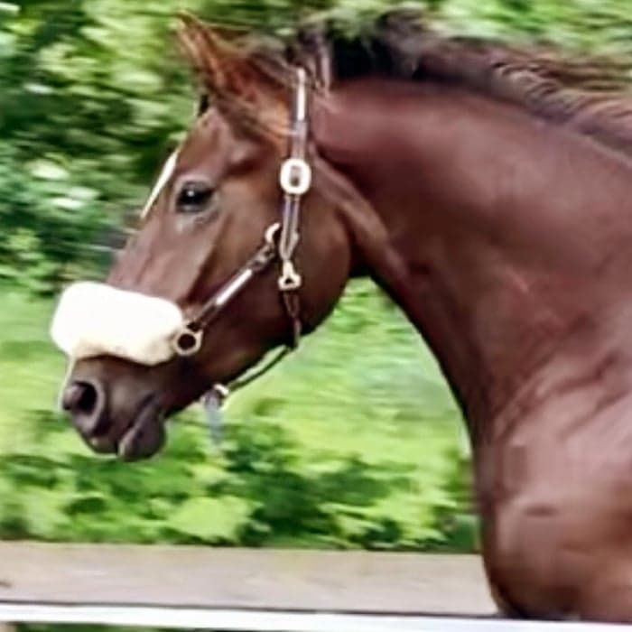 Media 1 av Ekhamras Cayenne