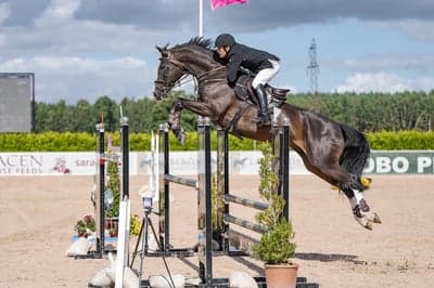 Post 17 of Hanoverian with title SM-silver i Young rider SM 145 cm