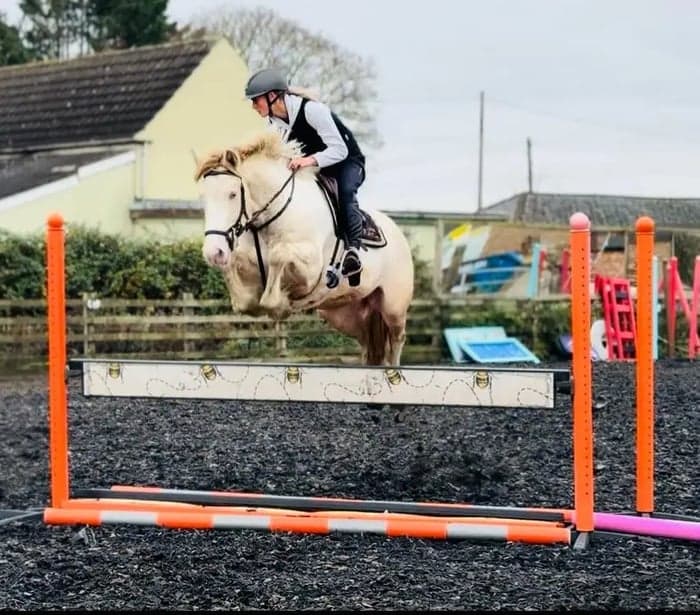 Media 7 av Striking Lemon & White Irish Allrounder- LENNIE