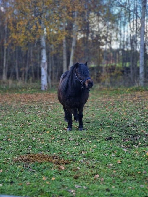 Bild av Super sött sto