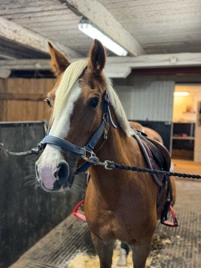 Media 1 av Äldre pigg ponny 