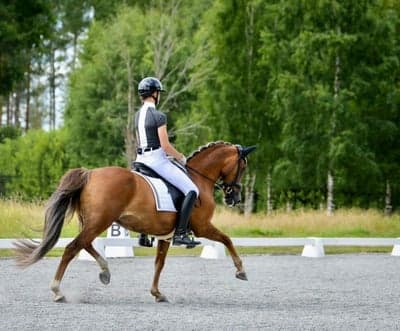 Inlägg 2 av Dressyr