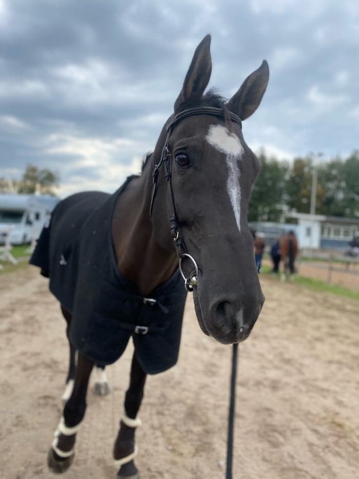 Media 1 of Enzo Van De Kotuerhoeve