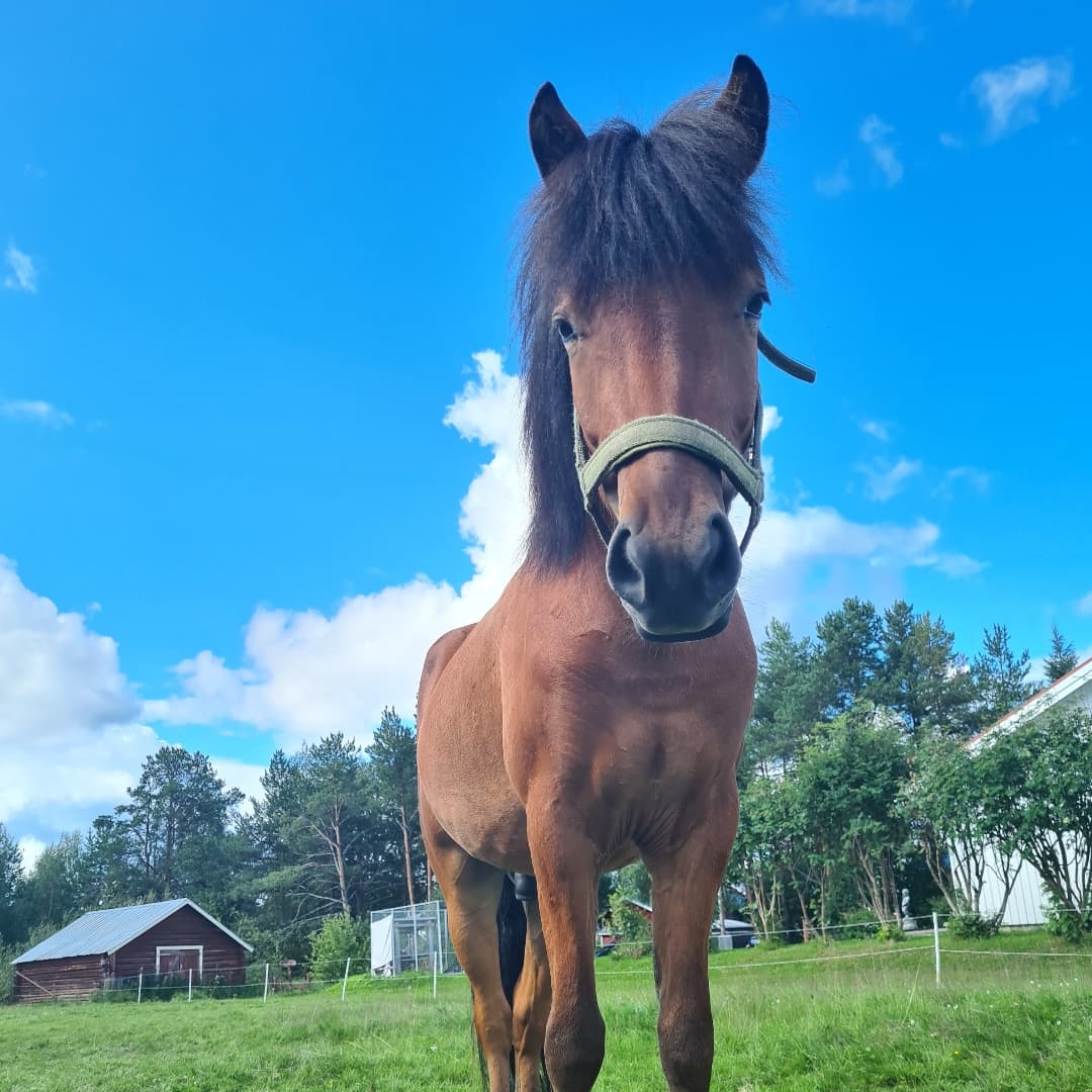 Bild 1 av Ivan från Råbockebacke
