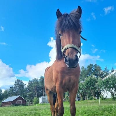 Ivan från Råbockebacke