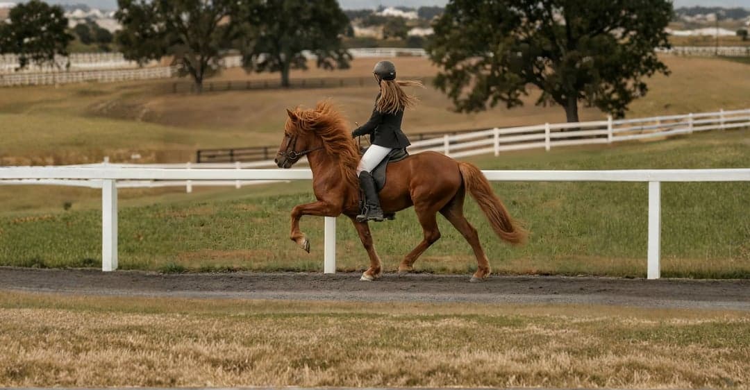 Icelandic Equitation