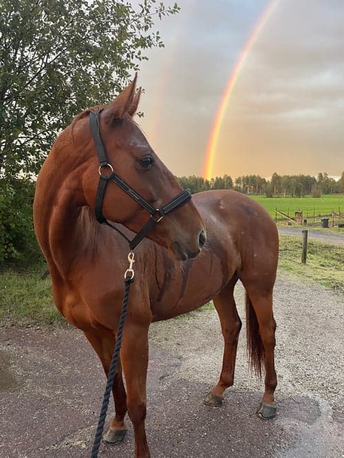 Bild av Fuxsto med kapacitet