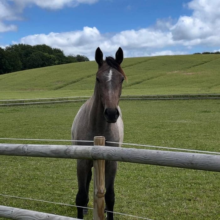 Media 3 av Olechka Obolensky