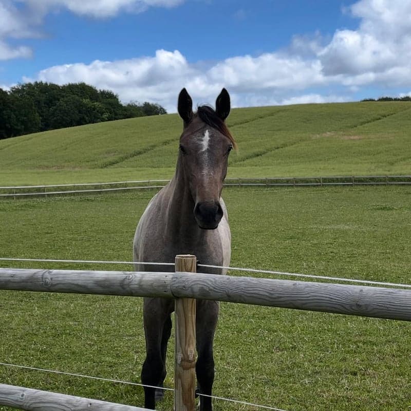 Bild 3 av Olechka Obolensky