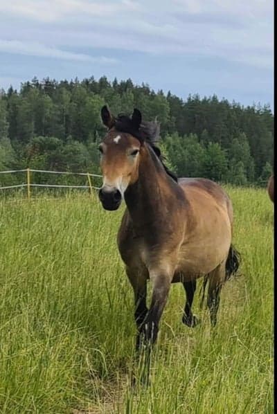 Min Lilla Aninia